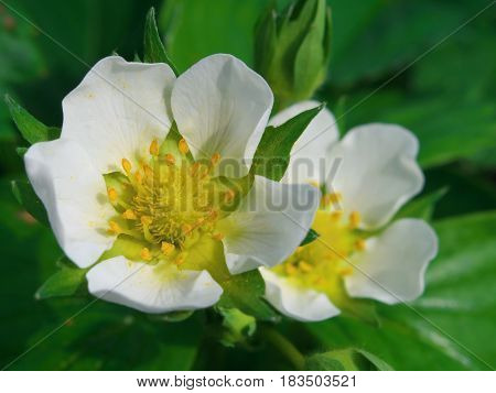 Closeup Strawberry Fresh Flowers With Water Drop In Morning