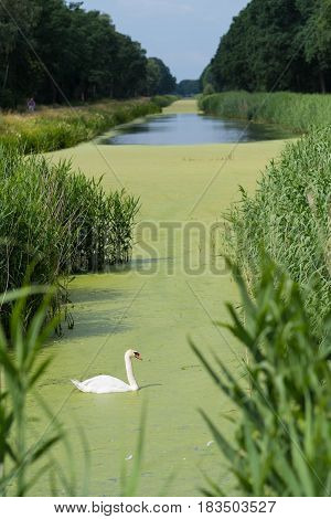 single white swan between the reed in a beautiful canal in the netherlands