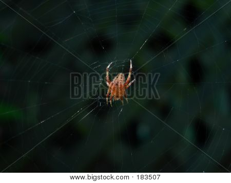 Spider 002
