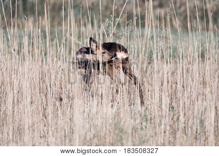 Roebuck standing between reed washing his fur.