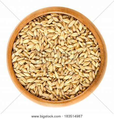 Hulless barley in wooden bowl, also called naked barley. Variation of Hordeum vulgare, an ancient food crop and cereal grain. Isolated macro food photo close up from above on white background.