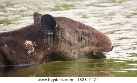 Closeup of wild wounded tapir crossing river, head