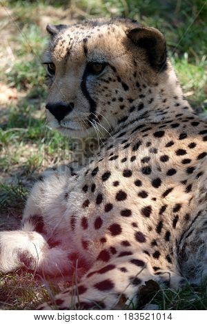 Cheetah; Acinonyx jubatus