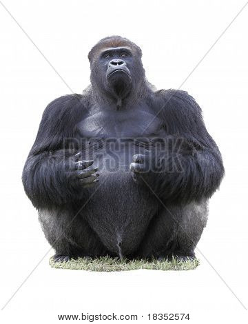 Silverback nížinná gorila