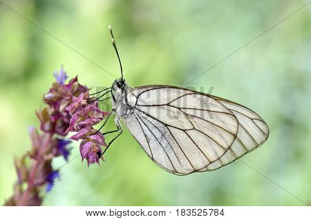 butterfly in natural habitat (aporia crataegi)