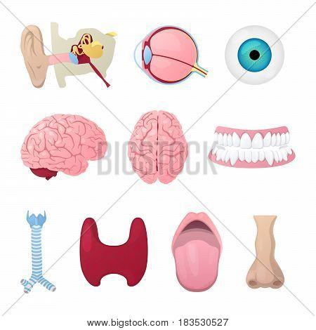 Anatomy Medical Poster with Head Organs Eye, Brain, Nose and Ear. Vector illustration