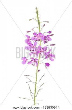 Pink flowers of fireweed isolated on white background. Chamaenerion angustifolium
