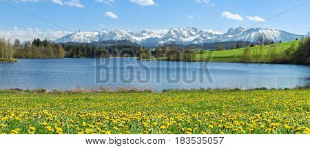 Beautiful Dandelion flower meadow at lakeside and snow covered mountains in springtime. Location Bavaria, Alps, Allgau, Germany. Fresh green grass, blue water and sky, white mountains and clouds.