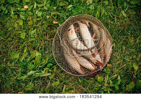 Nice catch pike fish caught using fishing rod and lure