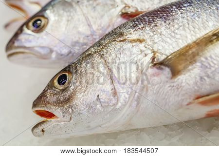 Fresh Meagre On Ice At Seafood Market
