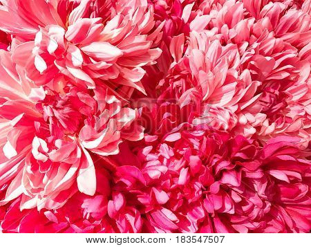 Pattern of pink Dendranthemum grandifflora background and texture