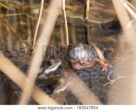 Closeup of mating frogs in a pond