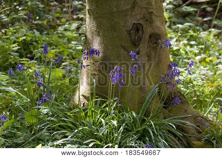Native English Bluebells and tree in woodland.