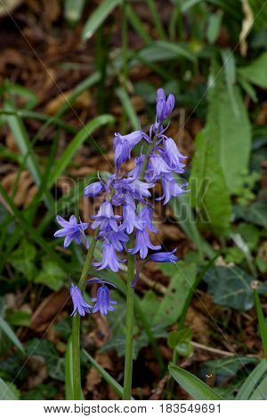 Invasive Spanish Bluebells in woodland in English countryside