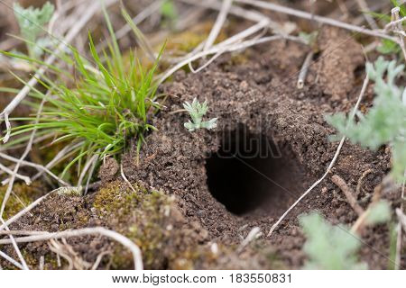 animal burrow or home underground on a hillside.