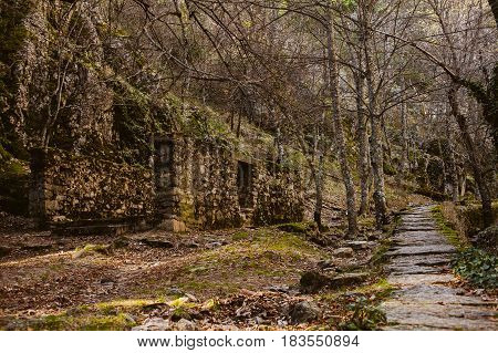 Forest landscape. Sundown in the woods. Mysterious path in the woods. Wanderlust. Beautiful forest landscape at twilight. Summer forest landscape. Mountain scene with old hut.