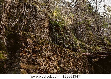 Forest landscape. Sundown in the woods. Mysterious path in the woods. Wanderlust. Beautiful forest landscape at twilight. Summer forest landscape. Mountain scene with old hut.
