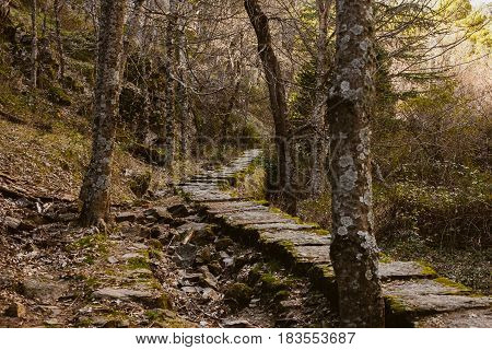 Forest landscape. Sundown in the woods. Mysterious path in the woods. Wanderlust. Beautiful forest landscape at twilight. Summer forest landscape. Mountain scene with old hut.