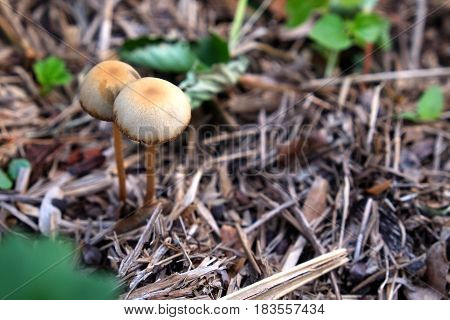 Close up of 2 little mushroom on straw