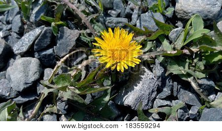 Yellow dandelion among the stones in the spring morning