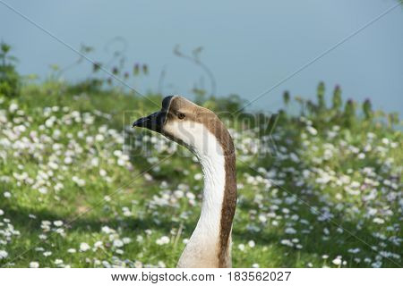 Image of head goose on nature background