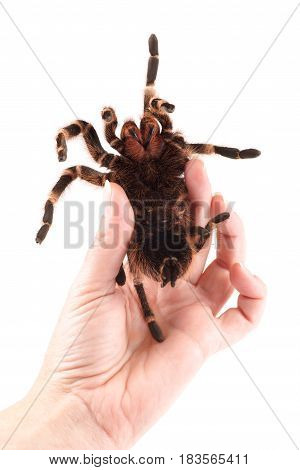 Tarantula spider female (Vitalius paranaensis) example of how to safely hold the spider in your hand