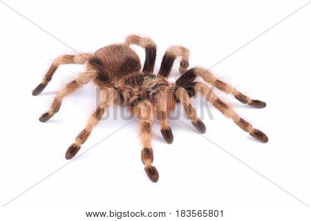 Tarantula spider female (Nhandu coloratovilosum) on a white background