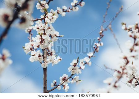 Branches of a blossoming tree on a blue sky background.