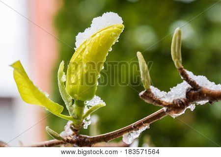 Macro picture of beautiful yellow magnolia bud covered by snow in spring season