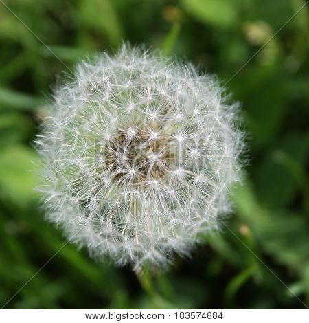 Delicate dandelion seed head with florets intact