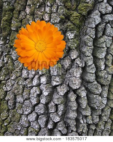 Post oak tree bark with moss and orange marigold flower