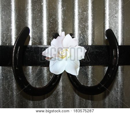 Horse shoes attached to corrugated metal wall with gardenia flower