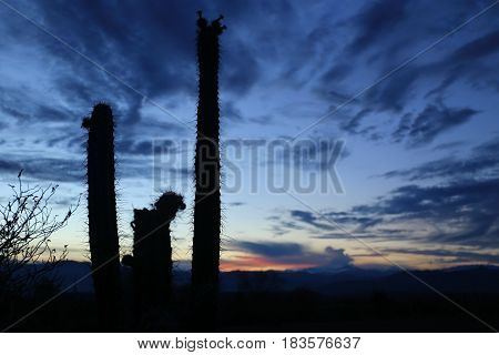 Dark Cactus in front of a cloudy sky