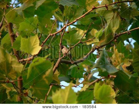 Blackcapped Chicadee