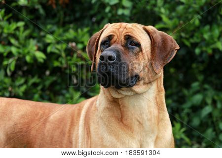 Bull mastiff tosa inu head close up