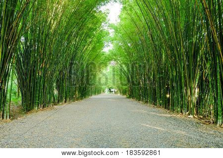Arbor bamboo forest that occurs naturally in Chulabhorn wanaram Temple, Nakhon Nayok province, Thailand and the length of several meters