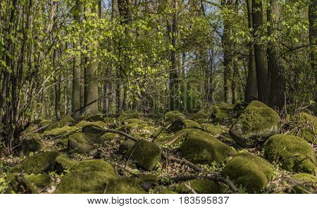 Green forest with moss stones in spring sunny day