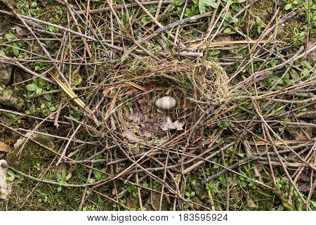 Coot (Fulica atra) nest with egg. Single speckled egg in nest made of sticks lined with grass and leaves of bird in the family Rallidae