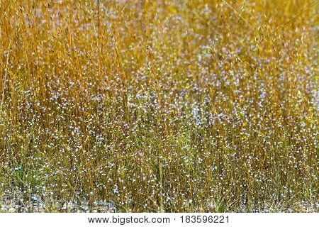 Eriocaulon smitinandii Mold.flower beautiful with dry grass in the Mukdahan Nation Park Thailand.