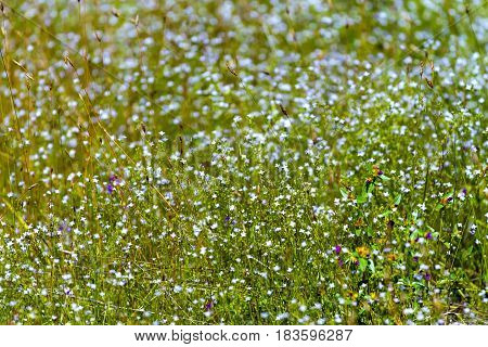 Eriocaulon smitinandii Mold.flower with bokeh in the Mukdahan Nation Park Thailand.