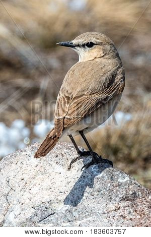 A Common Nightingale (luscinia Megarhynchos) Standing On The Stone In The Sailimu Lake Of Xinjiang C