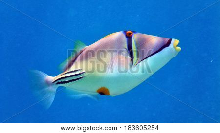 Picasso Fish In Red Sea