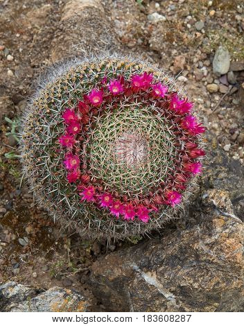 Blooming cactus Mammillaria hahniana "Old Lady Cactus"