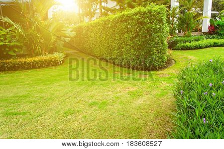 lawn with trimmed bushes on a Sunny day