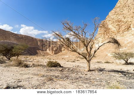 Hiking in mideast stone desert tourism israel