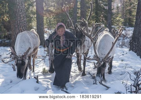 Beautiful Portrait Of Mongolian Reindeer In Traditionally Tsaatan Family On Their Reindeers At Taiga