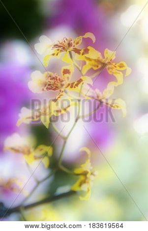 purple orchid flowers full of colors and sharm