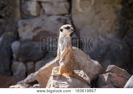 Surikata Suricata suricatta. Small african mammal meerkat or suricate watching out for danger