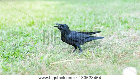 Black Bird (Corvus macrorhynchos) in park of Thailand