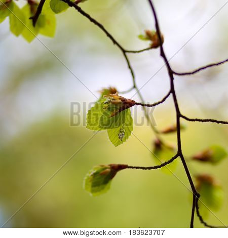 Fresh Spring Leaves Of A Common Beech (fagus Sylvatica)